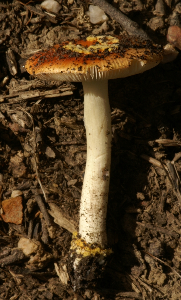 Amanita xanthcephala